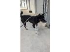 Adopt Chino a Shiba Inu
