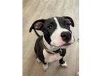 Adopt Pickles a Pit Bull Terrier, Mixed Breed