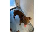 Adopt 56582197 a American Staffordshire Terrier, Mixed Breed