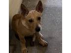 Adopt Shorty a Mixed Breed