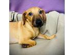 Adopt Geraldo a Mixed Breed