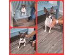 Adopt Dorito a Rat Terrier