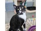 Adopt Roberto a Domestic Short Hair