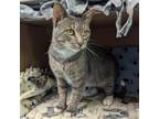 Adopt Alejandro a Domestic Short Hair