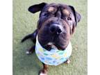Adopt Cameroon a Shar-Pei, Mixed Breed