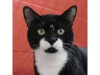 Adopt Harley a Domestic Short Hair, American Bobtail