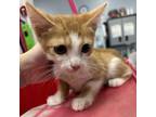 Adopt Lucky a Domestic Short Hair