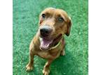 Adopt Rusty a Retriever, Mixed Breed
