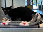 Adopt Captain Sushi a Domestic Short Hair