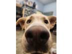 Adopt Nui a Husky, Mixed Breed