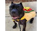 Adopt Vader 6265 a Mixed Breed