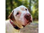 Adopt Bear 7104 a Mixed Breed