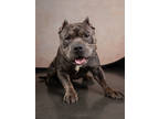 Adopt Duke a Staffordshire Bull Terrier
