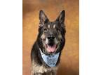 Adopt Aoki a German Shepherd Dog, Mixed Breed