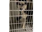 Adopt PISTACHIO a Siberian Husky, Mixed Breed
