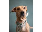 Adopt Hershey a Labrador Retriever, Mixed Breed