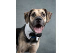 Adopt Dza a German Shepherd Dog, Mixed Breed