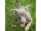 Adopt Fagin (MI) a Rat Terrier