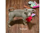 Adopt Dodger (MI) a Rat Terrier