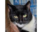 Adopt George a Domestic Short Hair