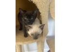 Adopt Hermes a Siamese, Domestic Short Hair