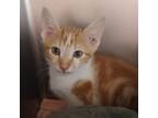 Adopt Beeblebot a Domestic Short Hair