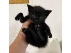 Adopt Diddy a Domestic Short Hair