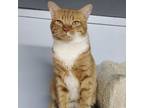 Adopt Odie a Domestic Short Hair