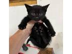 Adopt Tupac a Domestic Short Hair