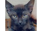 Adopt Mikey a Domestic Short Hair