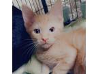 Adopt Monty a Domestic Short Hair
