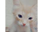 Adopt Mel a Domestic Short Hair