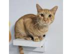 Adopt Garfield a Domestic Short Hair