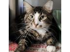 Adopt Loco a Domestic Long Hair
