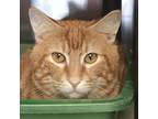 Adopt Kilo a Domestic Short Hair