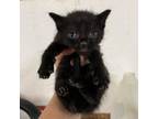 Adopt Biggie a Domestic Short Hair