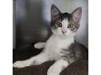 Adopt Subz a Domestic Short Hair