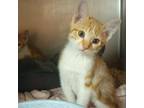 Adopt Bumblebee a Domestic Short Hair