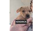 Adopt Kendrick a Labrador Retriever