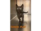 Adopt Cheese Puff a Domestic Short Hair