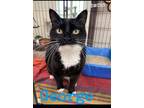 Adopt George a Domestic Short Hair