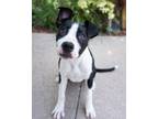 Adopt Tommy a Pit Bull Terrier
