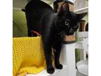 Adopt Cauldron a Domestic Short Hair