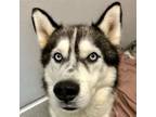 Adopt Simba a Siberian Husky