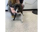 Adopt Sox a Labrador Retriever
