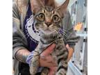 Adopt Thumper a Domestic Short Hair