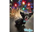 Adopt McGee a Pomeranian