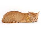 Adopt Alex a Domestic Short Hair