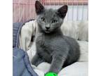 Adopt Roan a Domestic Short Hair