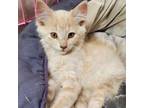 Adopt Mustang a Domestic Medium Hair